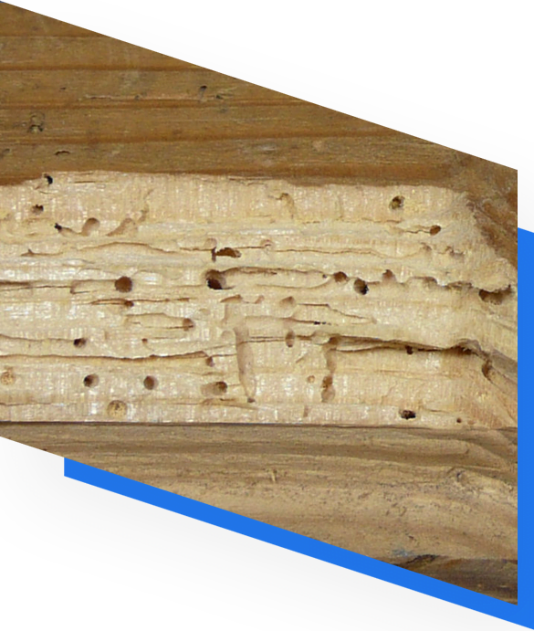 woodworm-affected-anke