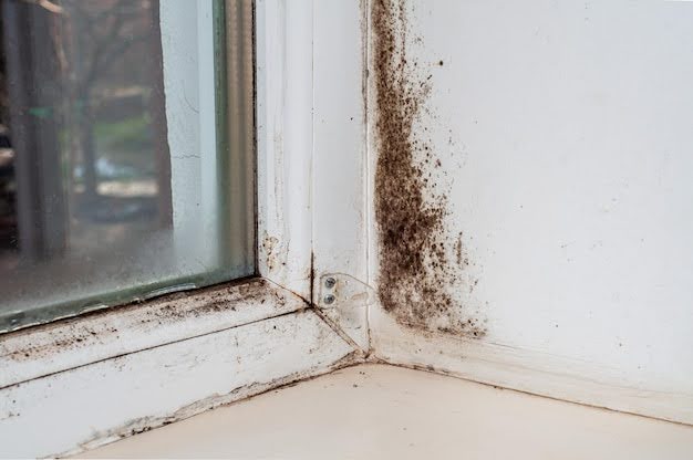 Wet Rot Repair in Ealing: Costs, Process and Prevention