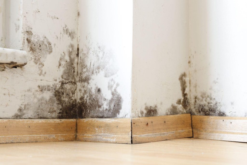 damp proofing companies surrey