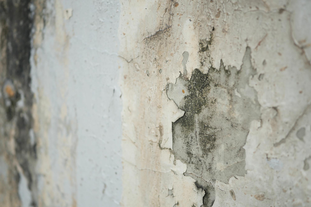 How to Spot Damp Before It Causes Major Damage
