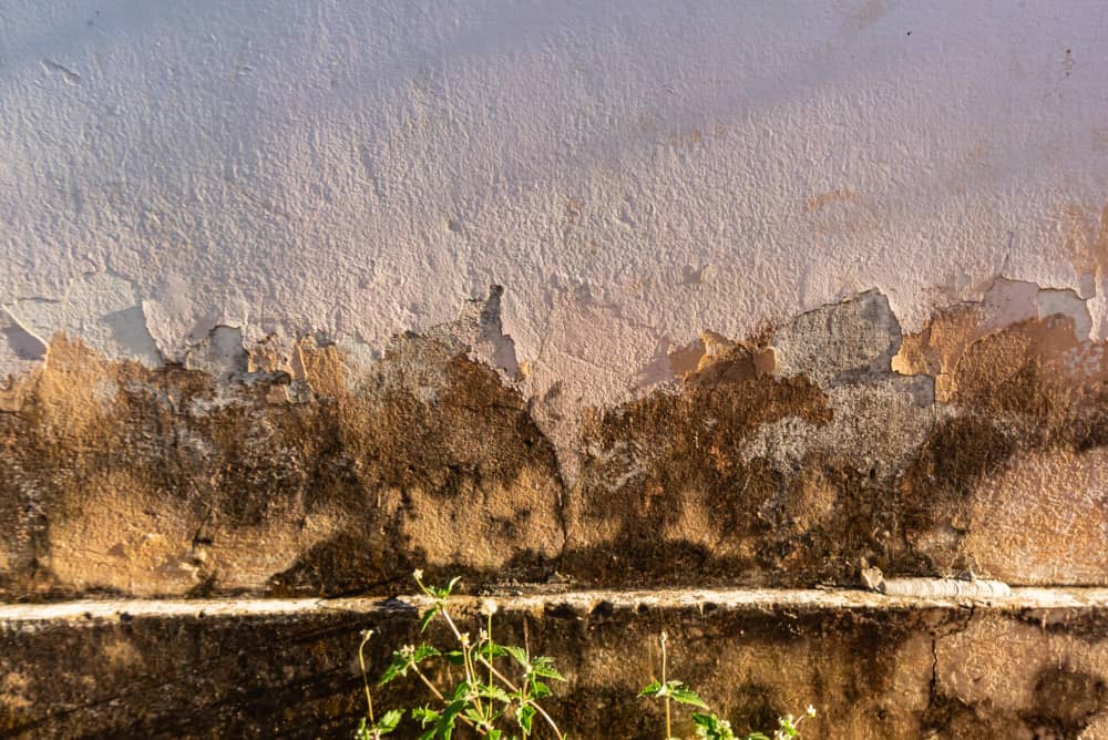 Understanding Dry Rot, Wet Rot and Structural Damp: Key Differences Explained
