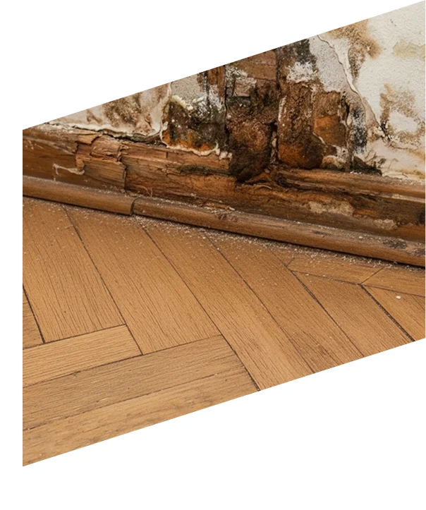 Dry Rot img anke damp